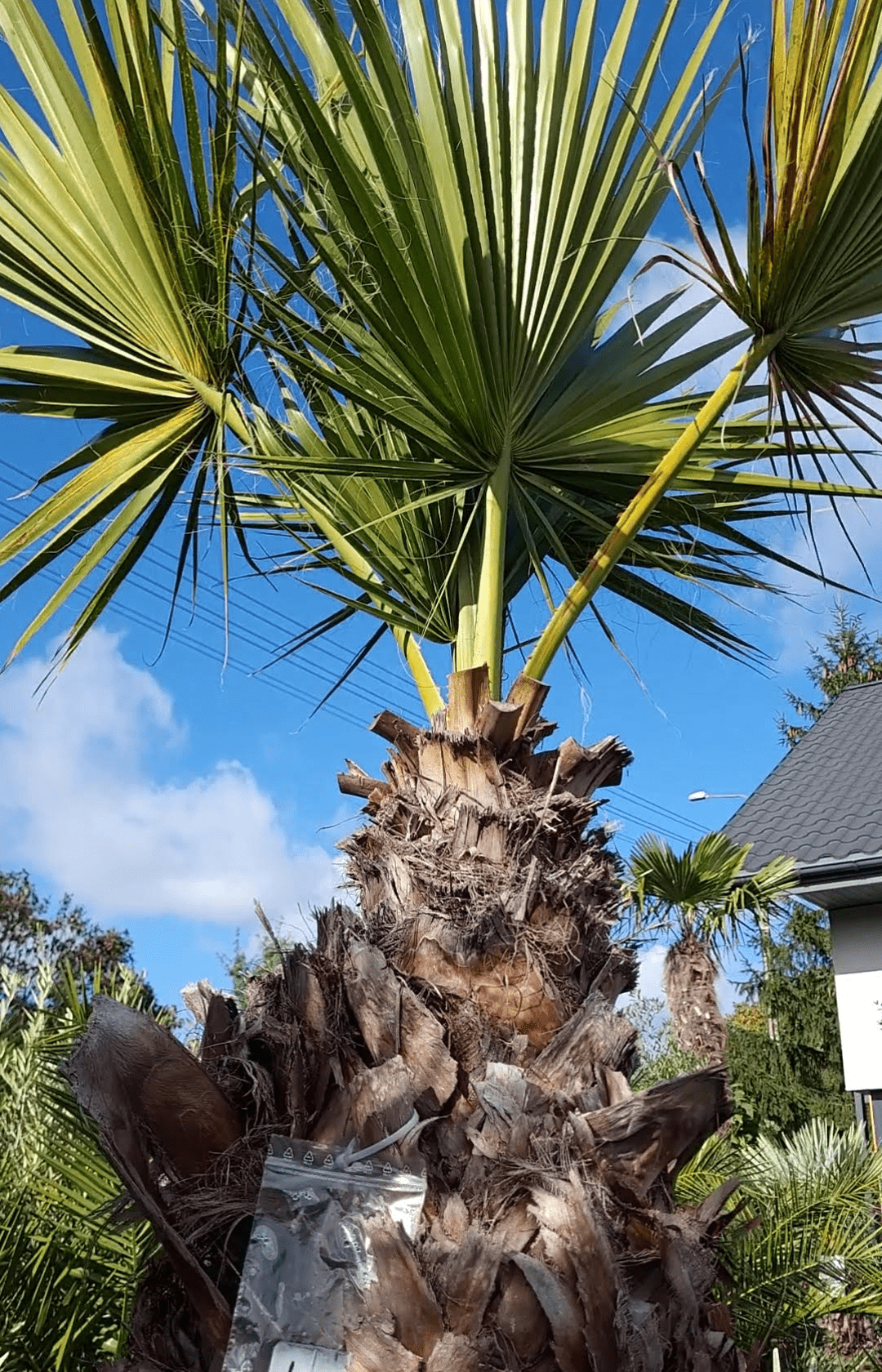 Washingtonia Filifera
